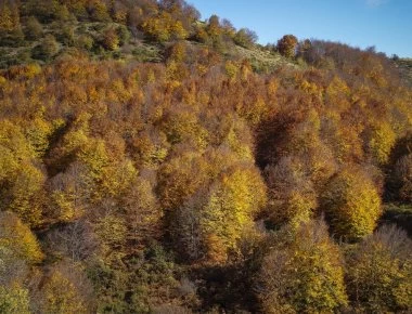 Δασικοί χάρτες: Νέα παράταση στην υποβολή αιτήσεων - Δείτε πότε λήγει η προθεσμία